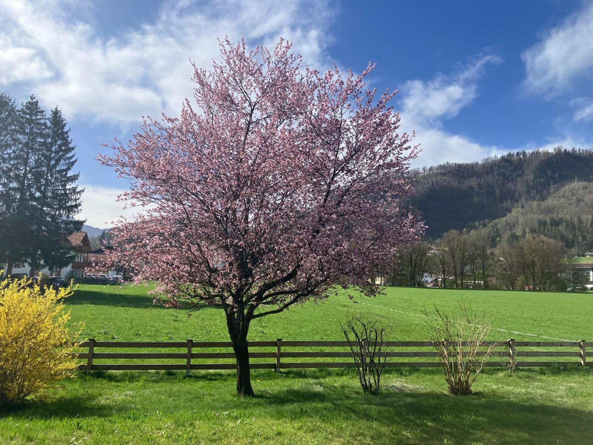 Open Garden Mountain Lodge Oberaudorf Extérieur photo